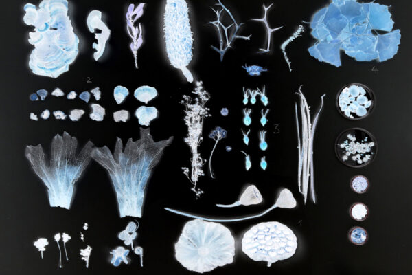 _Collage aus der Sammlung_ Heinsdorff 1