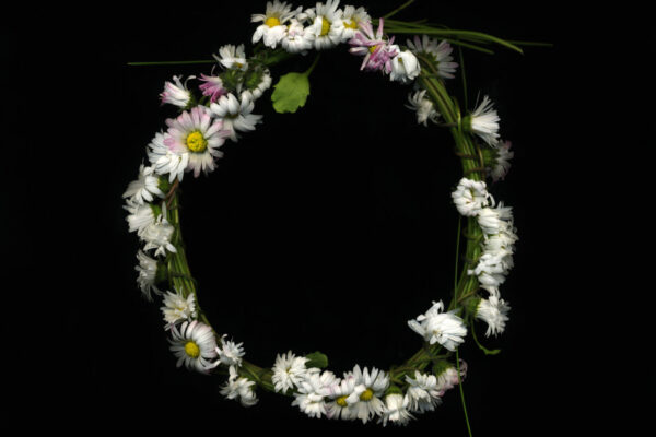 Michaela Bruckmüller, corona bellis aus FLOS CORONAE, 2025