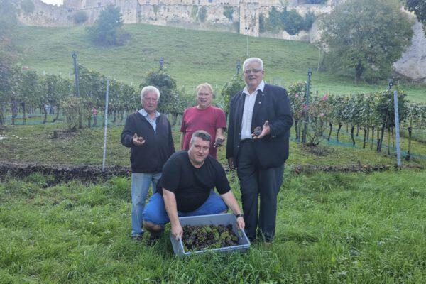 Der Nebel im Hintergrund macht es deutlich: Aufgrund zunehmender Feuchte mussten die Trauben des Burghauser Gwax vorzeitig geerntet werden. Chef-Weinbauer Curt Pfeifentahler, Erntehelfer Walter Markert sowie Zweiter Bürgermeister Norbert Stranzinger (v.l.) freuten sich zusammen mit Thomas Pfeifentahler (kniend) trotzdem über 15 Prozent mehr Ertrag zum Vorjahr. Fotocredit: Stadt Burghausen/vd