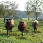 Bei der Öko-Kleinprojekte-Förderung winken bis zu 10.000 Euro Zuschuss. Foto: ©OEMR Inn-Salzach