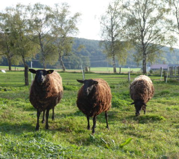 Bei der Öko-Kleinprojekte-Förderung winken bis zu 10.000 Euro Zuschuss. Foto: ©OEMR Inn-Salzach