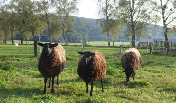 Bei der Öko-Kleinprojekte-Förderung winken bis zu 10.000 Euro Zuschuss. Foto: ©OEMR Inn-Salzach