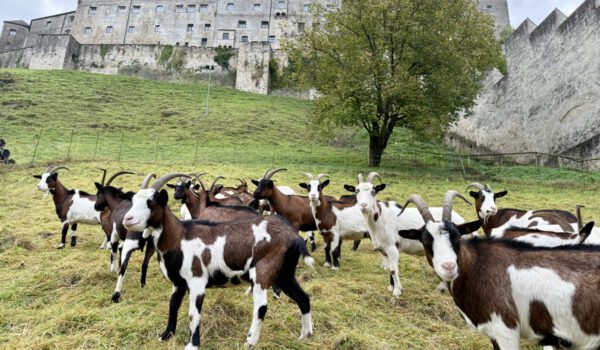 Ziegen Wöhrsee Tauernschecken FÖJ Burghausen weltlängste Burg Foto Königseder Ziegen Wöhrsee Tauernschecken FÖJ Burghausen weltlängste Burg Foto Königseder