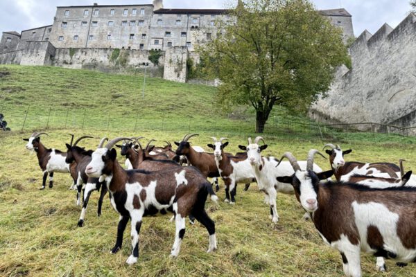 Ziegen Wöhrsee Tauernschecken FÖJ Burghausen weltlängste Burg Foto Königseder